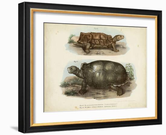 Antique Turtle Pair I-Vision Studio-Framed Art Print