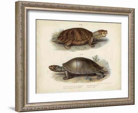Antique Turtle Pair II-Vision Studio-Framed Art Print