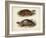 Antique Turtle Pair II-Vision Studio-Framed Art Print