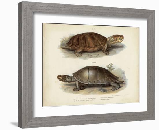 Antique Turtle Pair II-Vision Studio-Framed Art Print