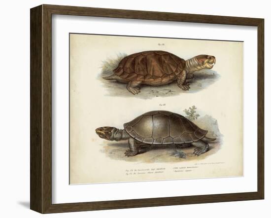 Antique Turtle Pair II-Vision Studio-Framed Art Print