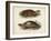 Antique Turtle Pair II-Vision Studio-Framed Art Print