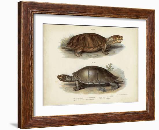 Antique Turtle Pair II-Vision Studio-Framed Art Print