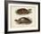 Antique Turtle Pair II-Vision Studio-Framed Art Print