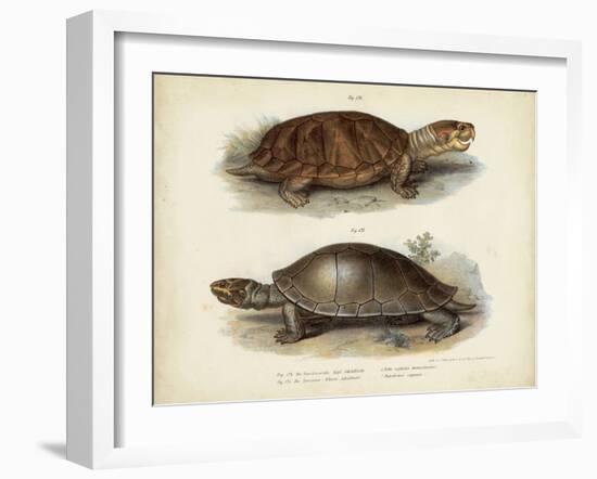 Antique Turtle Pair II-Vision Studio-Framed Art Print