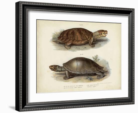 Antique Turtle Pair II-Vision Studio-Framed Art Print