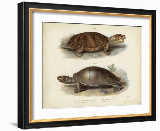 Antique Turtle Pair II-Vision Studio-Framed Art Print