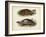 Antique Turtle Pair II-Vision Studio-Framed Art Print