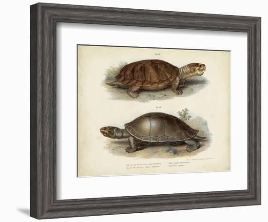 Antique Turtle Pair II-Vision Studio-Framed Art Print