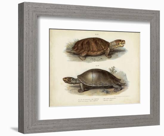 Antique Turtle Pair II-Vision Studio-Framed Art Print