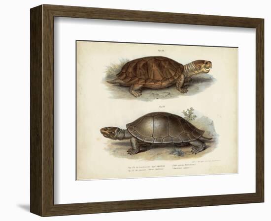 Antique Turtle Pair II-Vision Studio-Framed Art Print