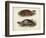 Antique Turtle Pair II-Vision Studio-Framed Art Print