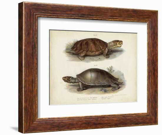 Antique Turtle Pair II-Vision Studio-Framed Art Print