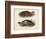 Antique Turtle Pair II-Vision Studio-Framed Art Print