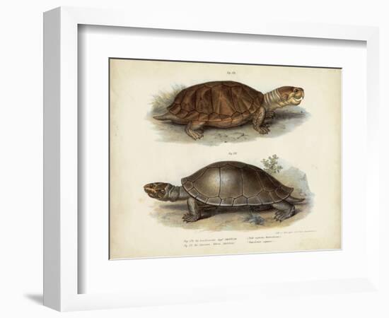 Antique Turtle Pair II-Vision Studio-Framed Art Print