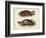 Antique Turtle Pair II-Vision Studio-Framed Art Print