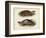 Antique Turtle Pair II-Vision Studio-Framed Art Print