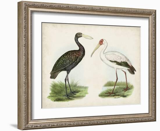 Antique Waterbirds I-Unknown-Framed Art Print