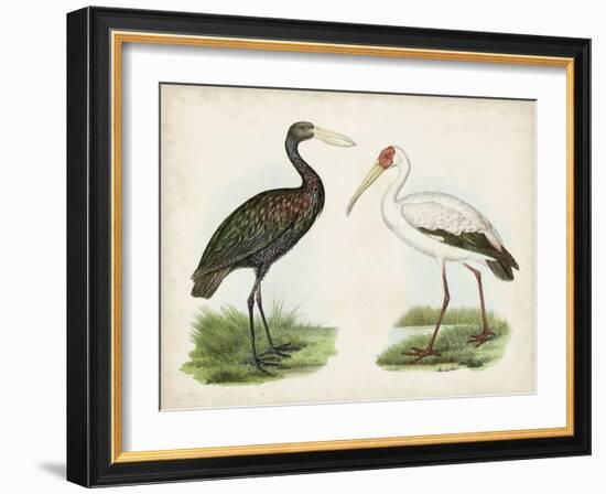 Antique Waterbirds I-Unknown-Framed Art Print