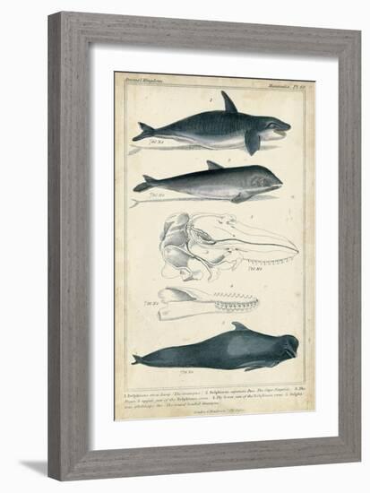 Antique Whale and Dolphin Study I-G. Henderson-Framed Premium Giclee Print