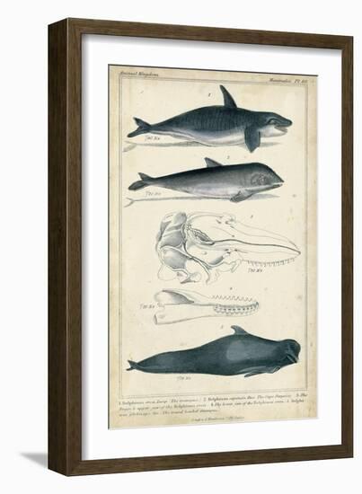 Antique Whale and Dolphin Study I-G. Henderson-Framed Premium Giclee Print