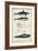 Antique Whale and Dolphin Study I-G. Henderson-Framed Premium Giclee Print