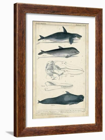 Antique Whale and Dolphin Study I-G. Henderson-Framed Premium Giclee Print