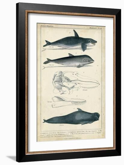 Antique Whale and Dolphin Study I-G. Henderson-Framed Premium Giclee Print