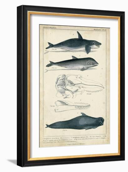 Antique Whale and Dolphin Study I-G. Henderson-Framed Premium Giclee Print