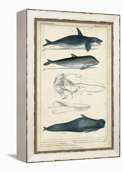 Antique Whale and Dolphin Study I-G. Henderson-Framed Stretched Canvas