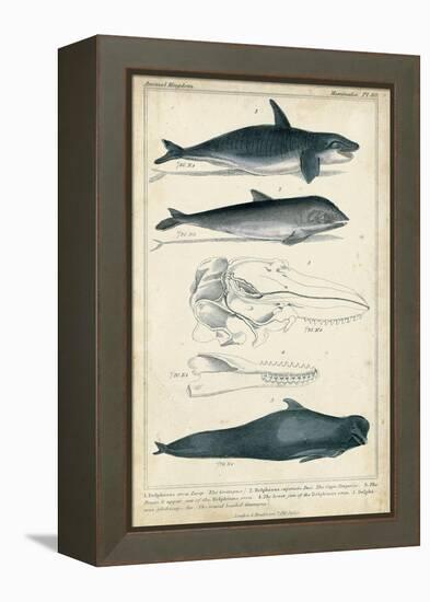 Antique Whale and Dolphin Study I-G. Henderson-Framed Stretched Canvas