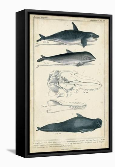 Antique Whale and Dolphin Study I-G. Henderson-Framed Stretched Canvas