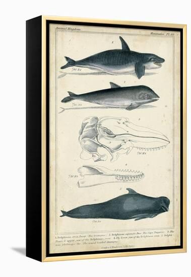 Antique Whale and Dolphin Study I-G. Henderson-Framed Stretched Canvas