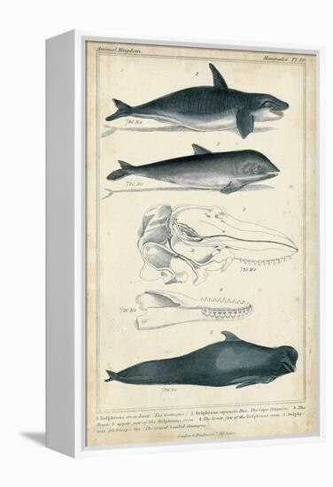 Antique Whale and Dolphin Study I-G. Henderson-Framed Stretched Canvas