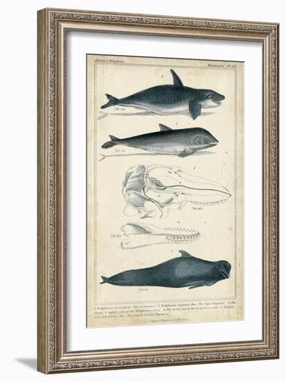 Antique Whale and Dolphin Study I-G. Henderson-Framed Art Print