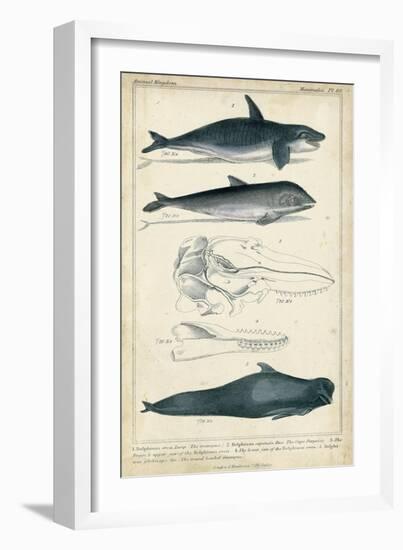 Antique Whale and Dolphin Study I-G. Henderson-Framed Art Print