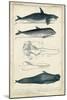 Antique Whale and Dolphin Study I-G. Henderson-Mounted Art Print