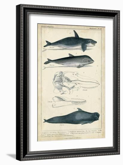 Antique Whale and Dolphin Study I-G. Henderson-Framed Art Print