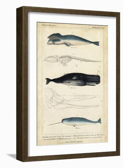 Antique Whale and Dolphin Study III-G. Henderson-Framed Art Print