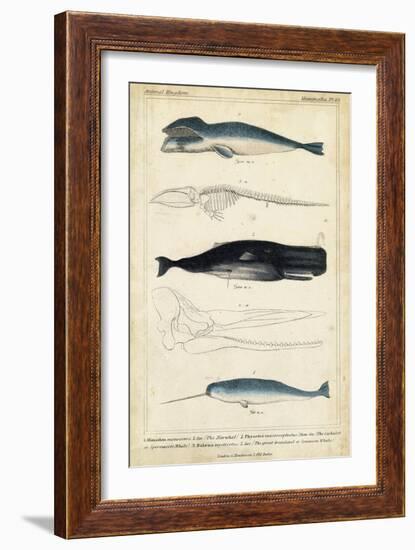 Antique Whale and Dolphin Study III-G. Henderson-Framed Art Print