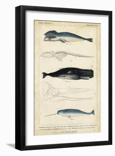 Antique Whale and Dolphin Study III-G. Henderson-Framed Art Print