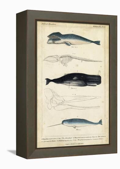 Antique Whale and Dolphin Study III-G. Henderson-Framed Stretched Canvas