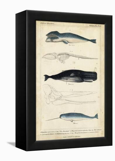 Antique Whale and Dolphin Study III-G. Henderson-Framed Stretched Canvas