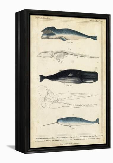 Antique Whale and Dolphin Study III-G. Henderson-Framed Stretched Canvas