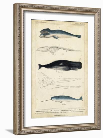 Antique Whale and Dolphin Study III-G. Henderson-Framed Premium Giclee Print