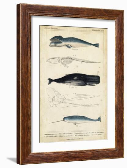 Antique Whale and Dolphin Study III-G. Henderson-Framed Premium Giclee Print