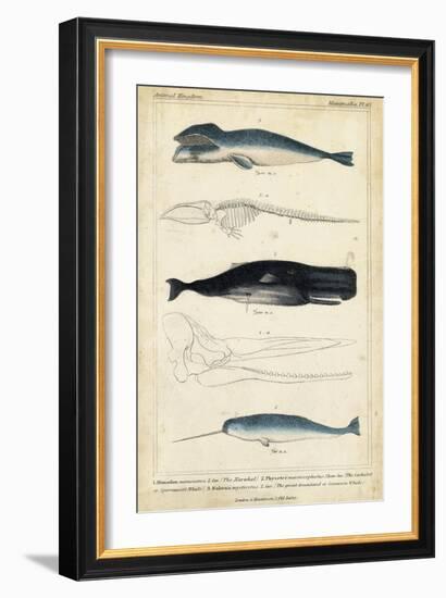 Antique Whale and Dolphin Study III-G. Henderson-Framed Premium Giclee Print