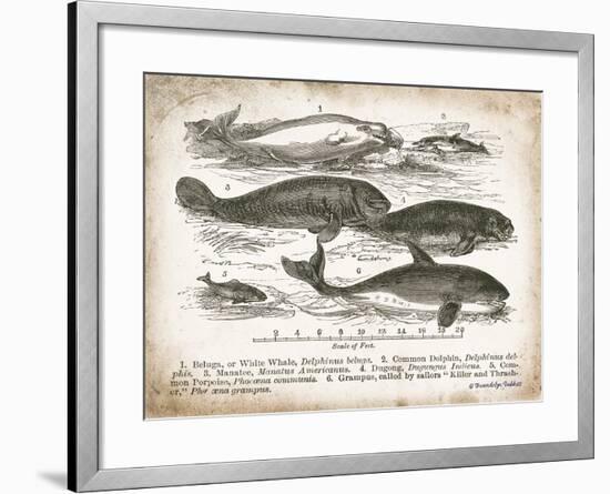 Antique Whales I-Gwendolyn Babbitt-Framed Art Print