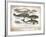 Antique Whales I-Gwendolyn Babbitt-Framed Art Print