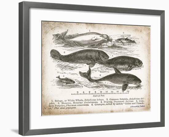 Antique Whales I-Gwendolyn Babbitt-Framed Art Print